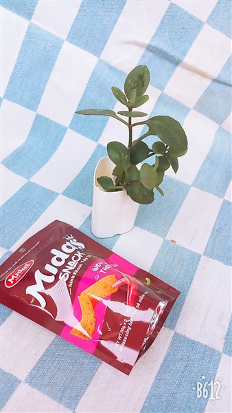 SUÝT XOA KHÓ CƯỠNG CỦA SNACK HÌNH KHOAI TÂY VỊ CAY